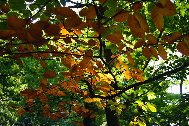 Beautiful colours of foliage