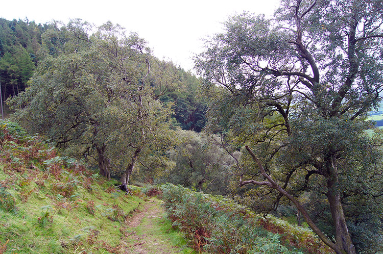 Back to the tree line near Thrope Plantation