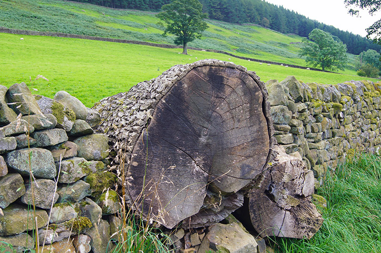 Old tree trunk makes an effective addition to the wall