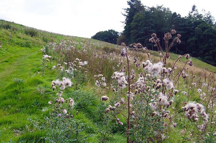 Thistle in seed near Ling Hall