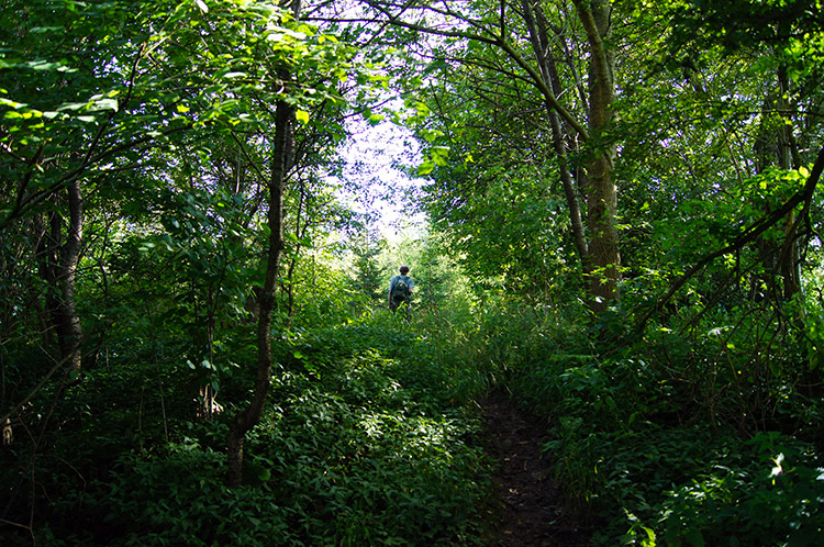 Dave makes his way through Jackson's Wood