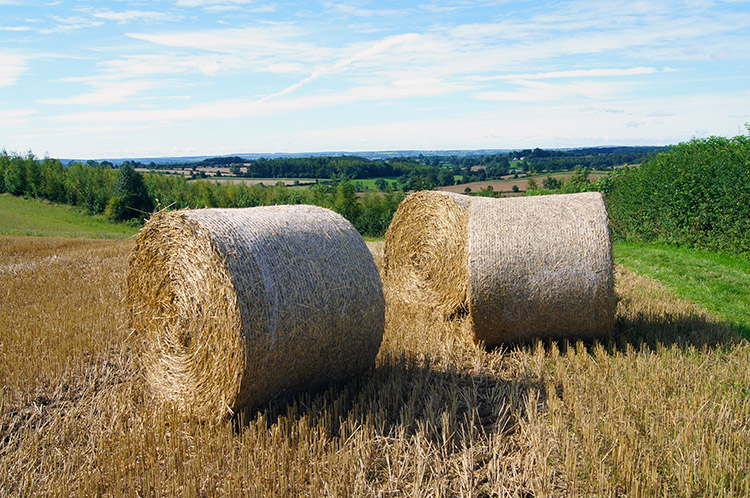 Straw for bedding this winter