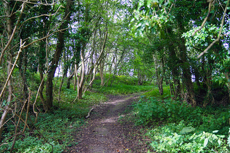 The track leading through woodland in the quarry site
