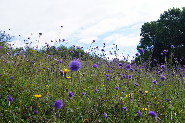 Profusion of Flower in Burton Leonard Lime Quarries