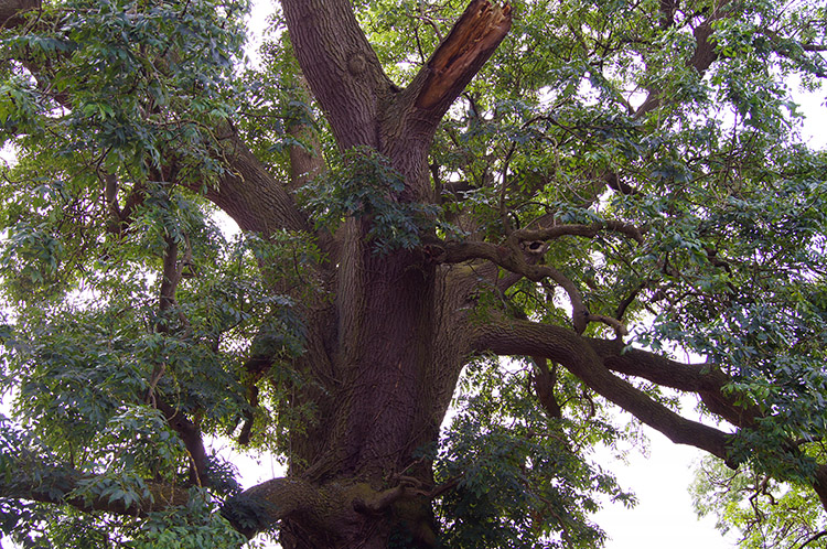 Common Walnut on Rakes Lane