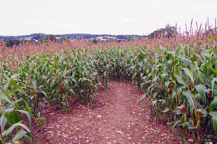 Making ones way through the sweet corn