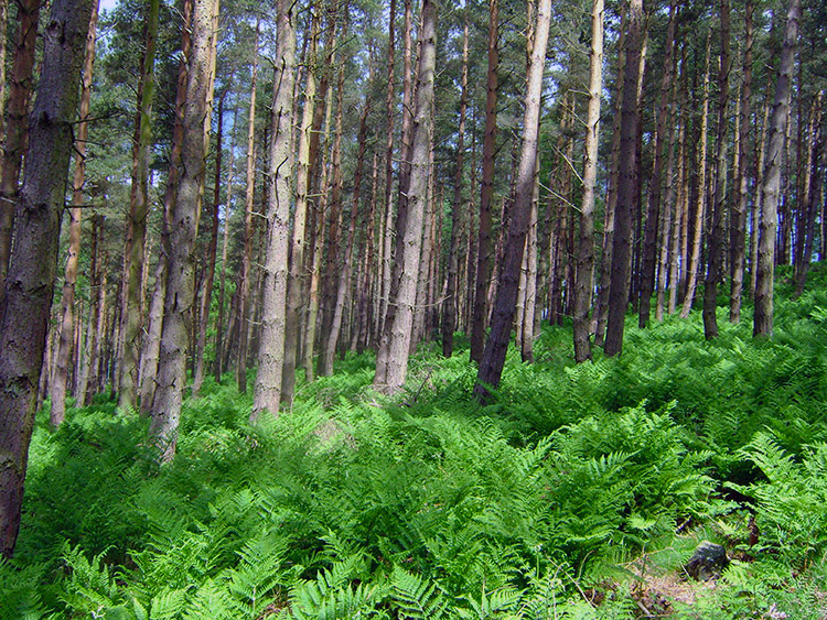 The woodland of Druid's Plantation