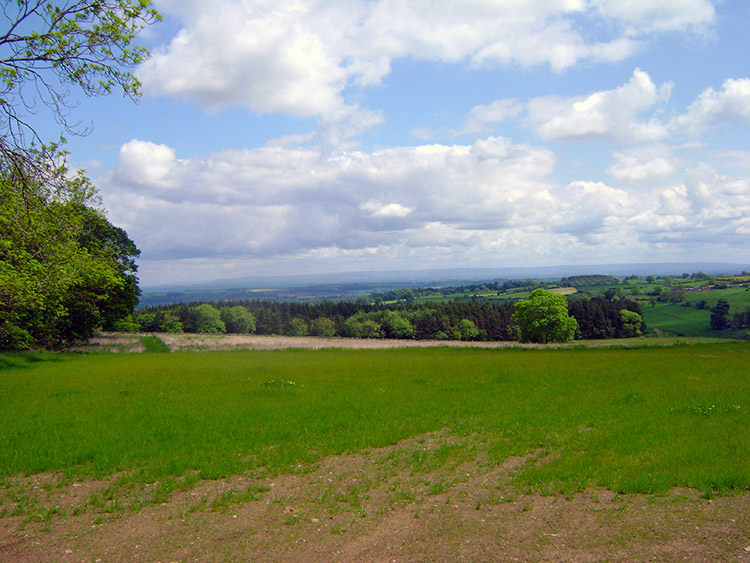 Looking south from Druid's Plantation