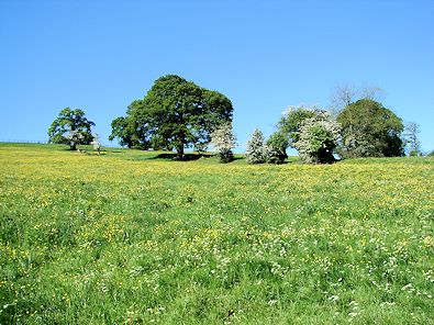 Countryside between Hampsthwaite and Birstwith