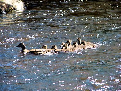 A young family in the River Nidd near New Bridge