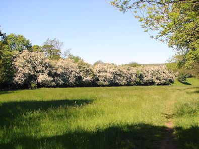 Spring splendour in Nidderdale