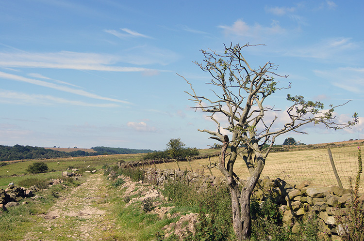 The path to Whin Hill Farm