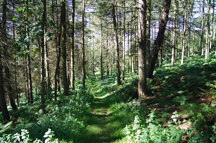 Woodland near Long Liberty Farm