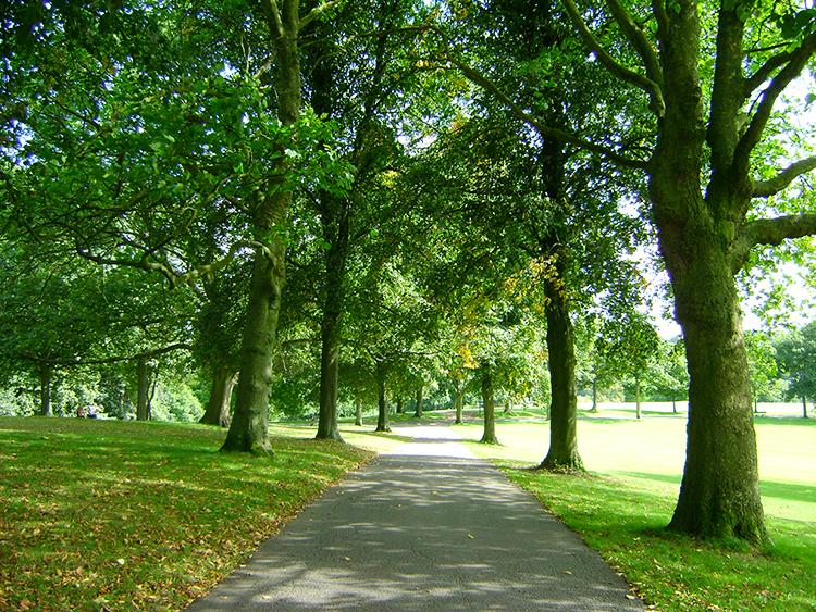 Tree lined path in Roundhay Park