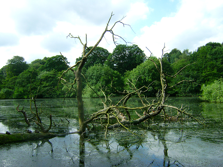 Fallen Tree