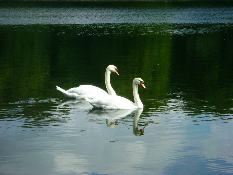 Swans in Waterloo Lake