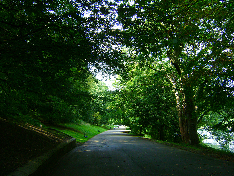 The south road in Roundhay Park