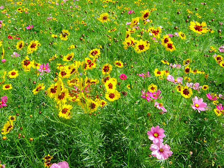 Flower meadow in Roundhay Park