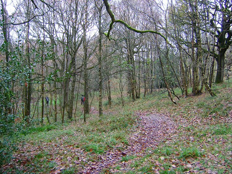 Fell Beck Wood