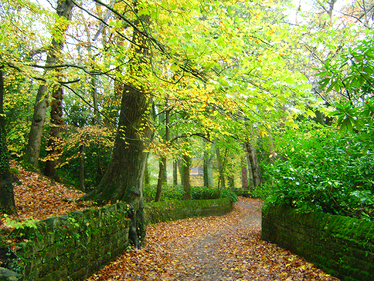 The lane to Glasshouses