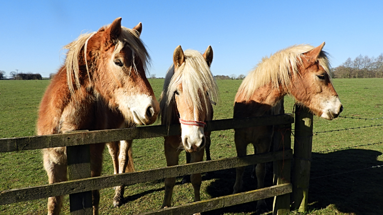 Spring House Farm Stable mates