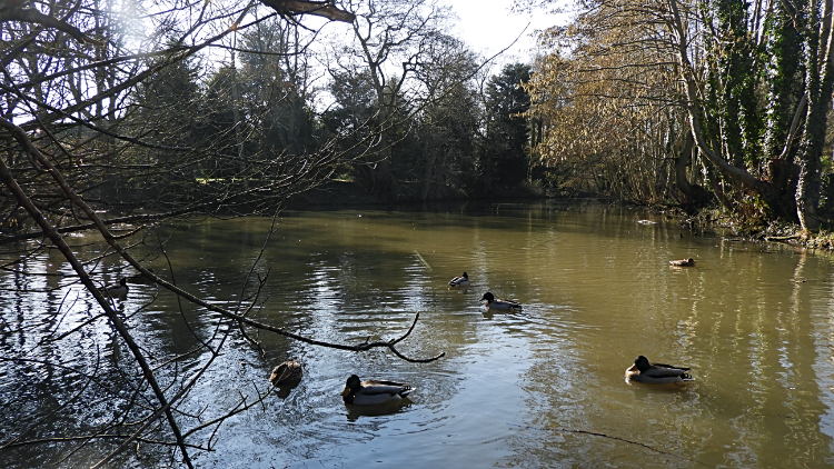 Pannal Pond