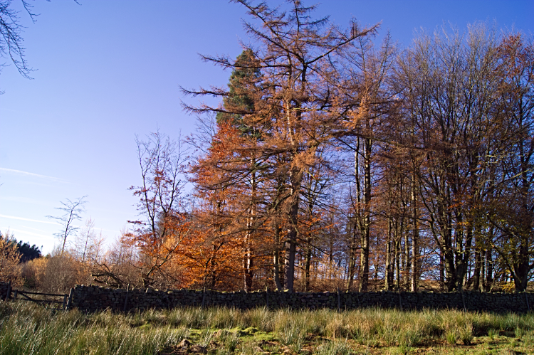 Entry point to the golden woodland of Timble Ings