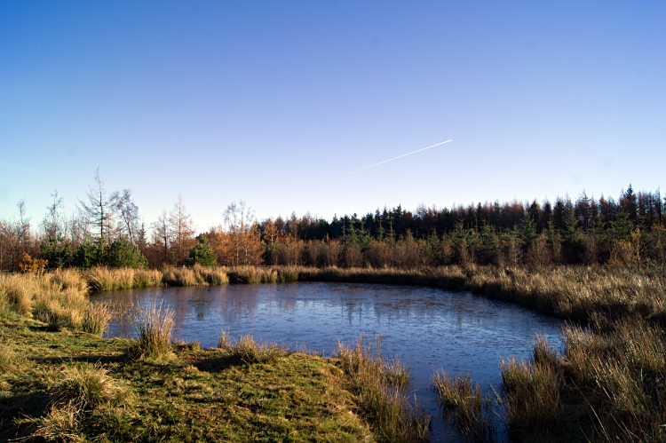 Timble Ponds