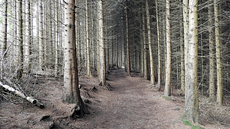 Path through the plantation