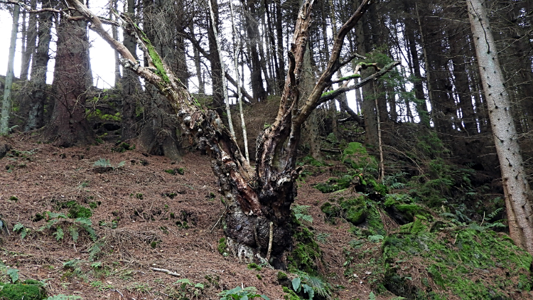 Area around the landslip