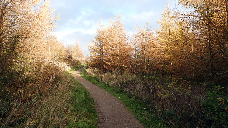 Woodland path leading back to the dam