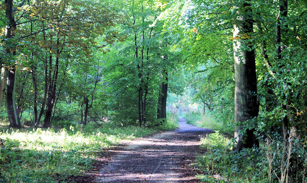 On the Ridgeway National Trail in Pavis Wood