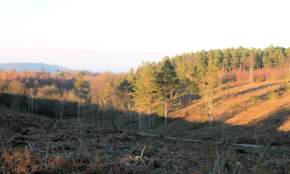 A view from Sussex's county top