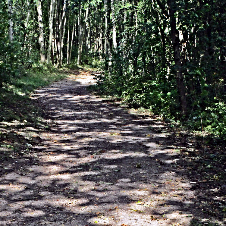 Sun made patterns on the Pinxton Canal path