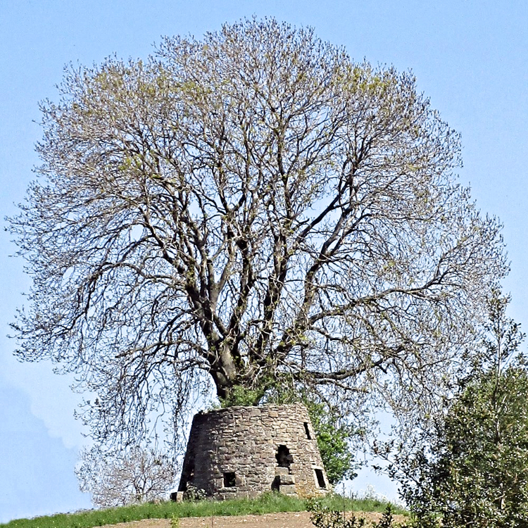 Remains of the mill tower