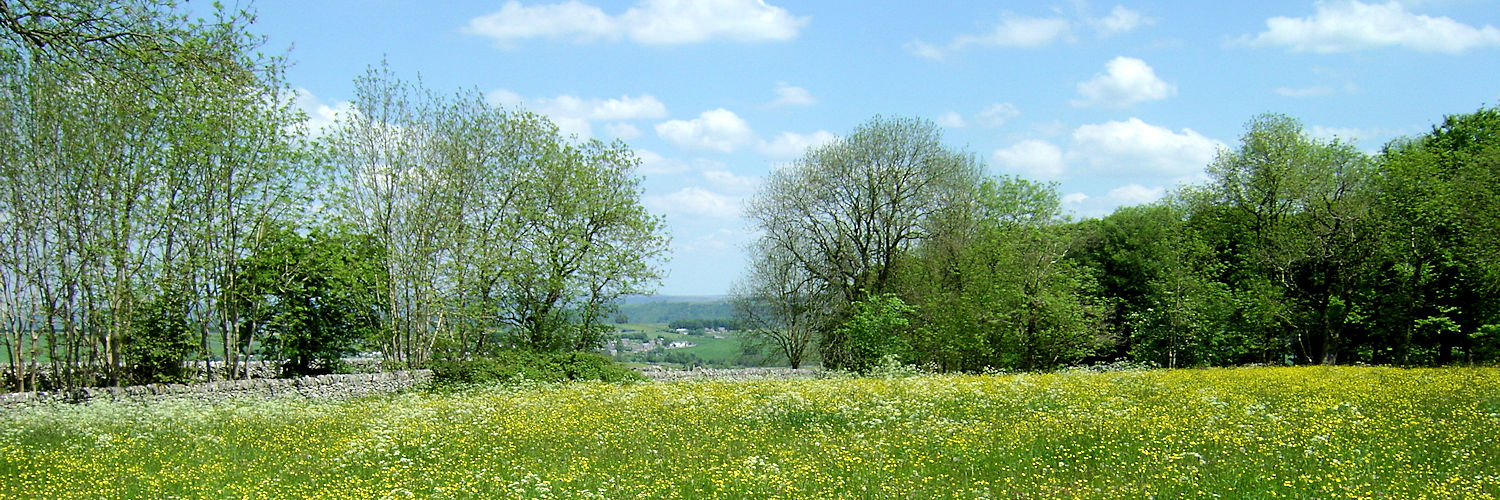 Field of wild flowers