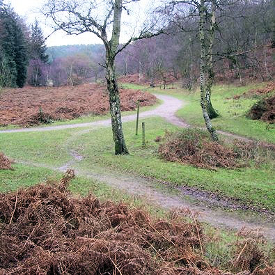 Popular paths on Cannock Chase
