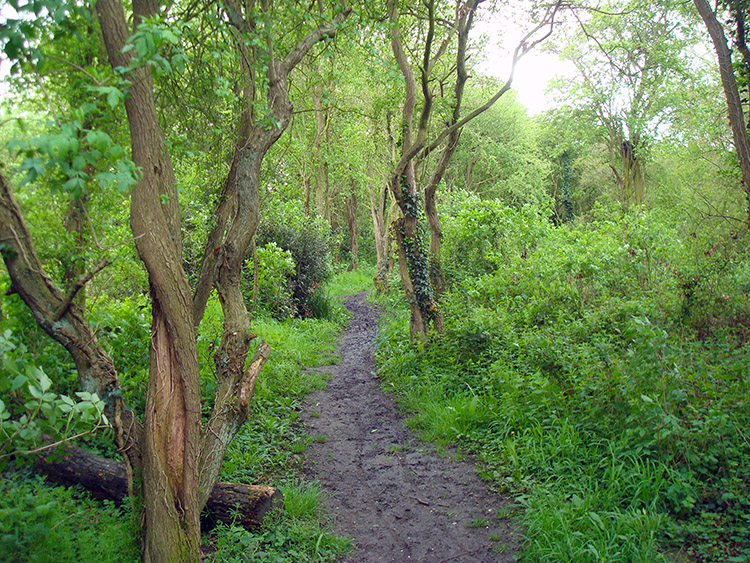 Lush woodland near Bosworth Field