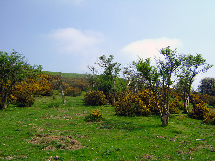 Gorse and Hawthorn flank Burrough Hill