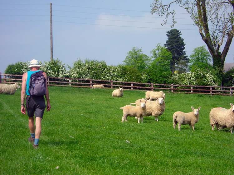 Sheep keep a keen eye on us as we near the finish
