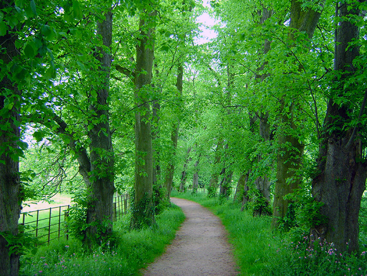 Tree lined avenue from the Church to the Gardens