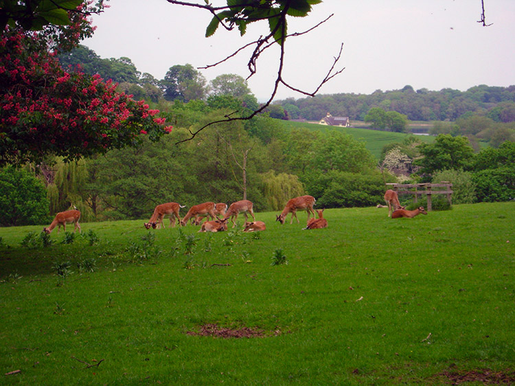 Deer relaxing in Calke Park