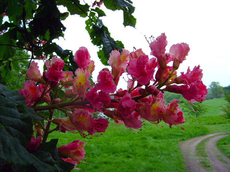 Spring blossom