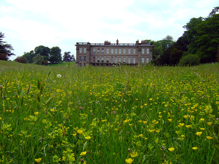 Buttercups on the approach to Calke Abbey