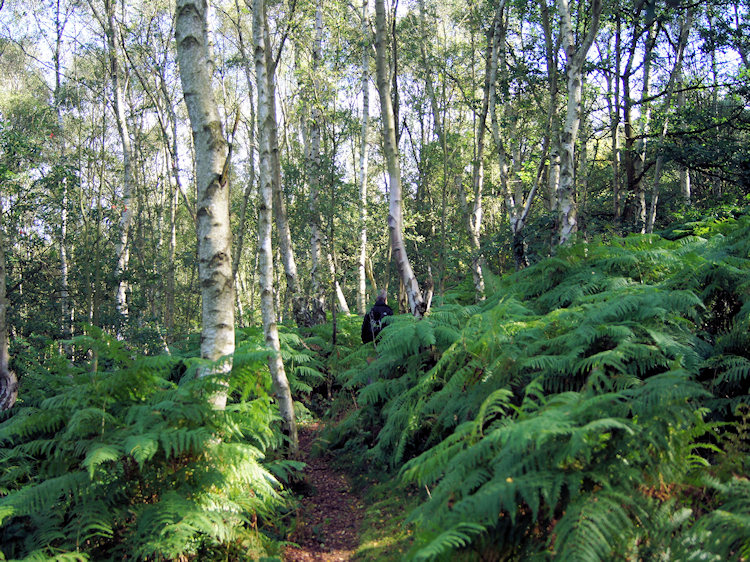 Climbing through woodland on the Ercall