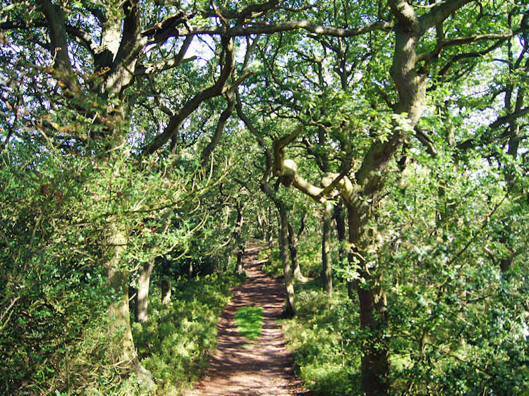 Glorious path through Ercall Wood