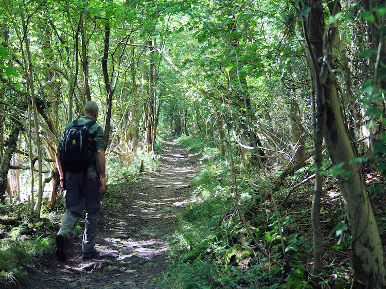 Steve makes his way through Limekiln Wood