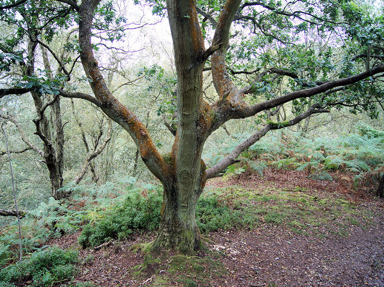 More ancient oak woodland on the final descent