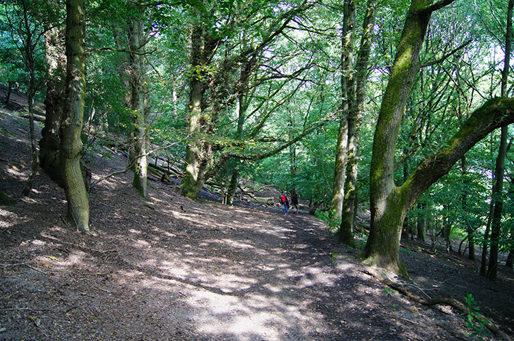 Woodland above and parallel to Ludlow Road