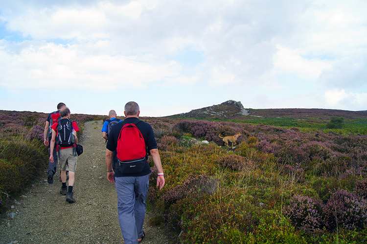 Climbing to Stiperstones